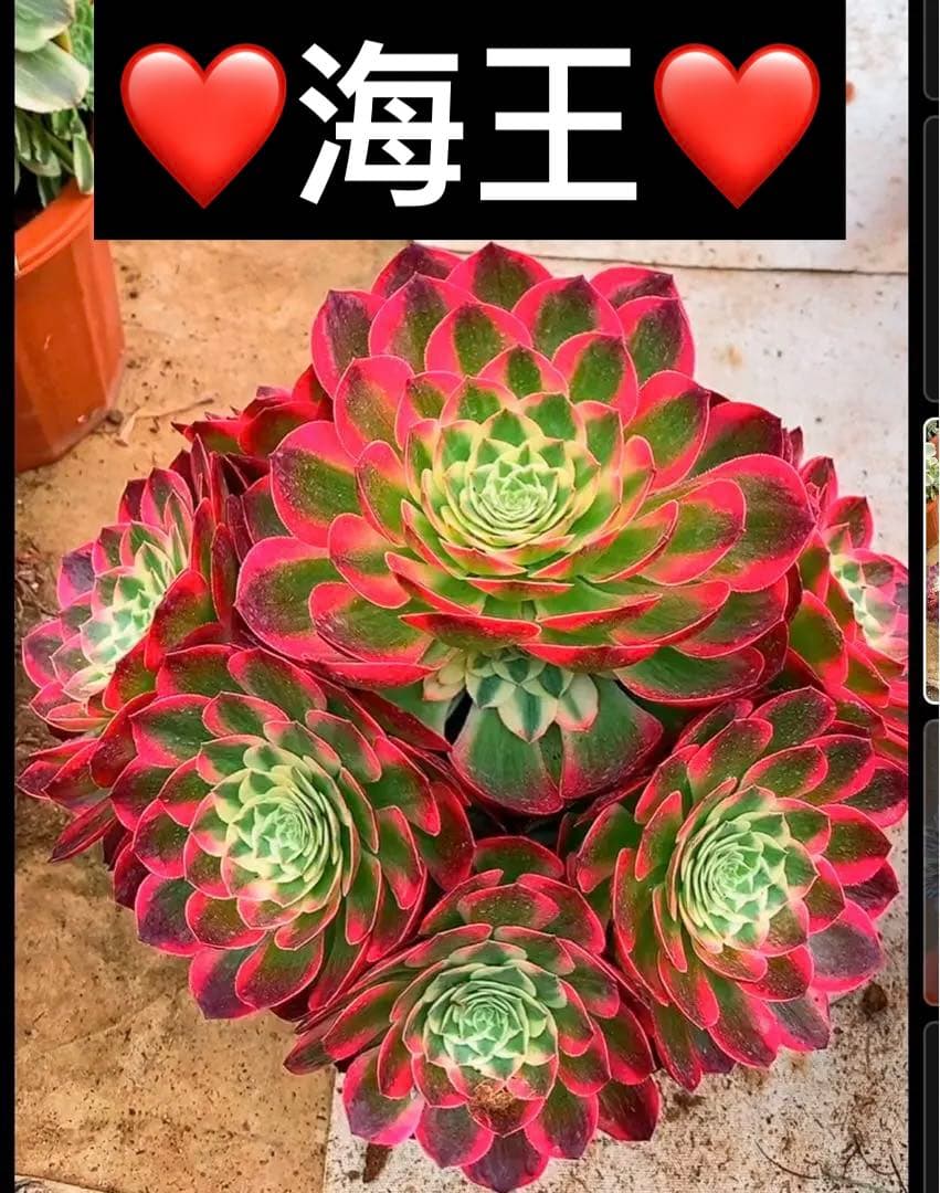 多肉植物アエオニウム錦❤️海王❤️ - メルカリ