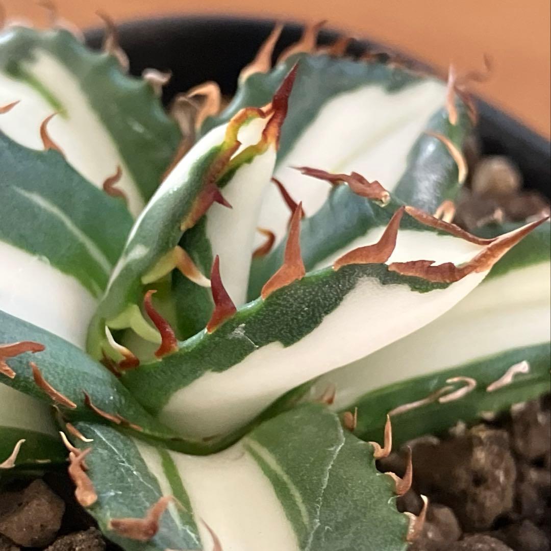 匿名配送【鉢ごと発送】活着 美株 サイズ大 アガべ 太陽神錦 白中斑 TC