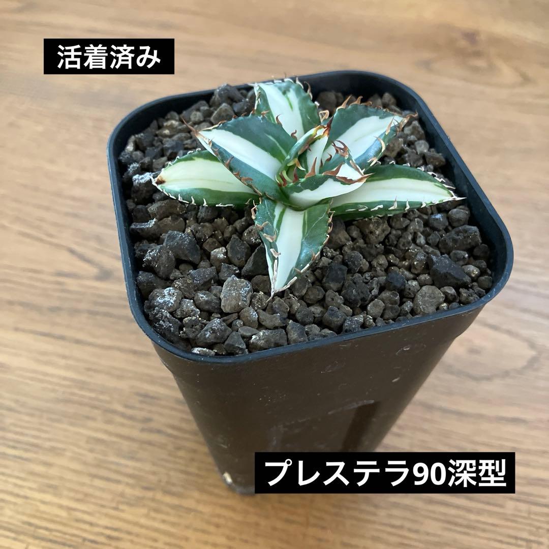 匿名配送【鉢ごと発送】活着 美株 サイズ大 アガべ 太陽神錦 白中斑 TC
