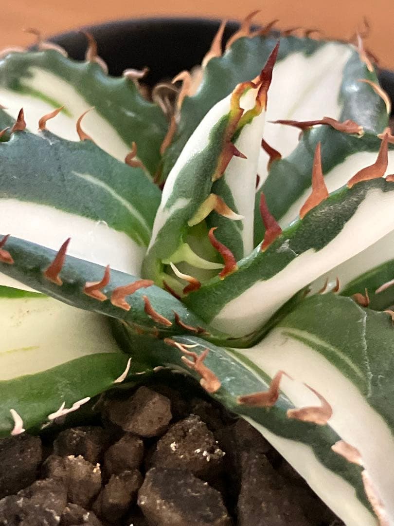 匿名配送【鉢ごと発送】活着 美株 サイズ大 アガべ 太陽神錦 白中斑 TC