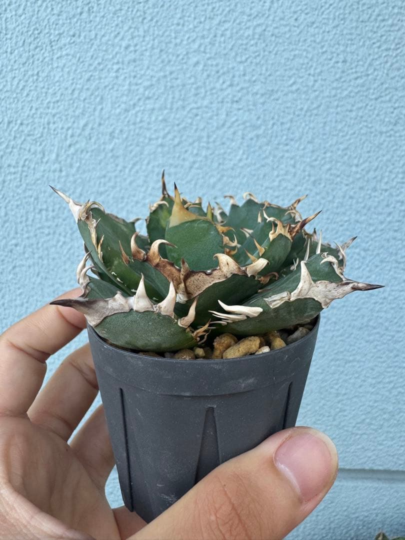 アガベ オアハカ オテロイ 現地球 発根済