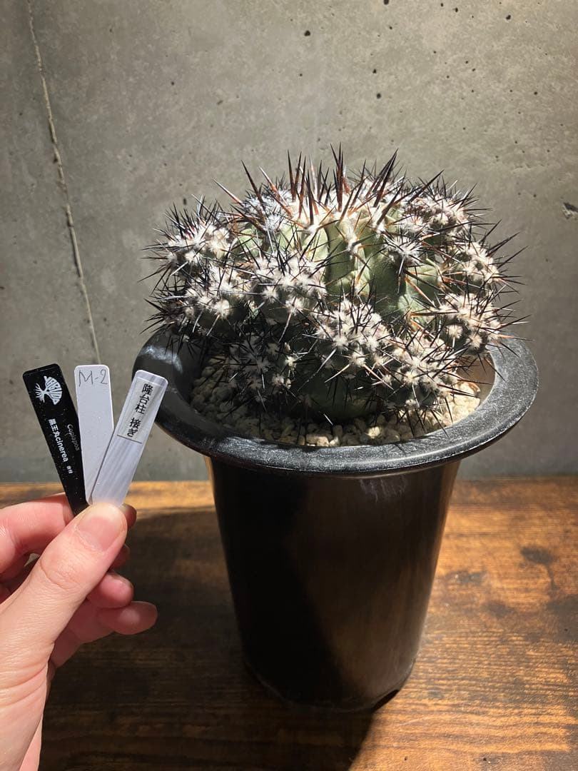 【仔株多数】コピアポア　シネレア　黒王丸　隆台付