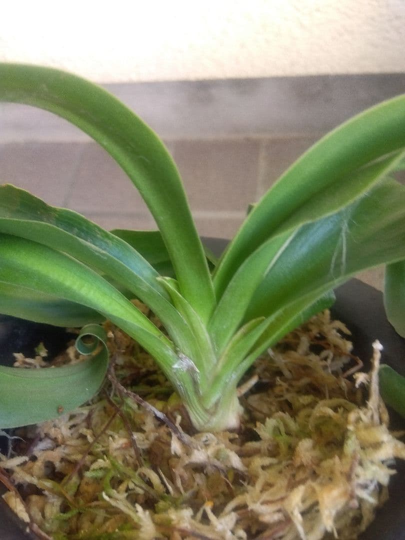 万年青　オモト　獅子　白覆輪斑　4.5号陶器鉢つき　か