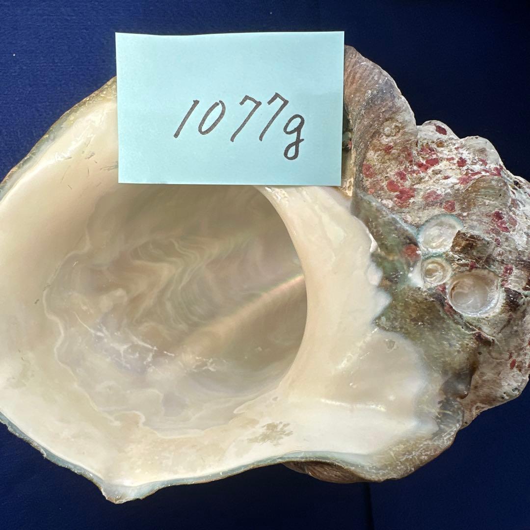 夜光貝 ヤコウ貝 まとめ売り 22個 19kg アクセサリー ルアー