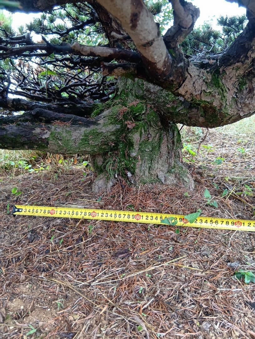 八房五葉松（かなり古い木幹直径45cm）