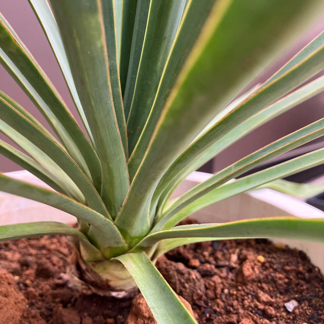 【超希少種】ユッカ・デグリナータ　#25098