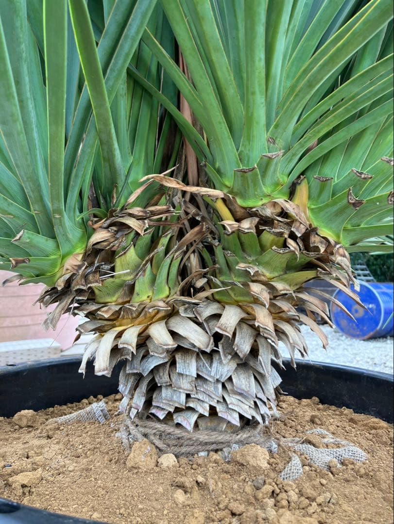 【超希少種】ユッカ・デグリナータ　#25098