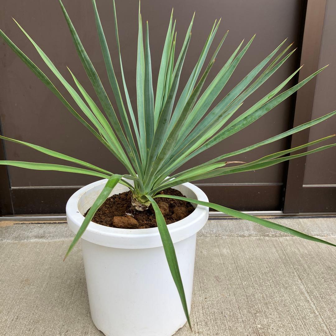 【超希少種】ユッカ・デグリナータ　#25098