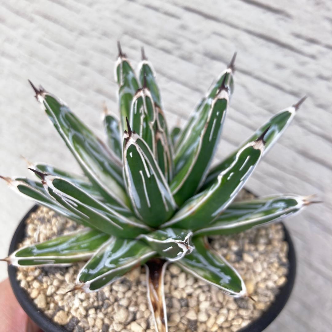 笹の雪　極氷山　アガベ　超美株