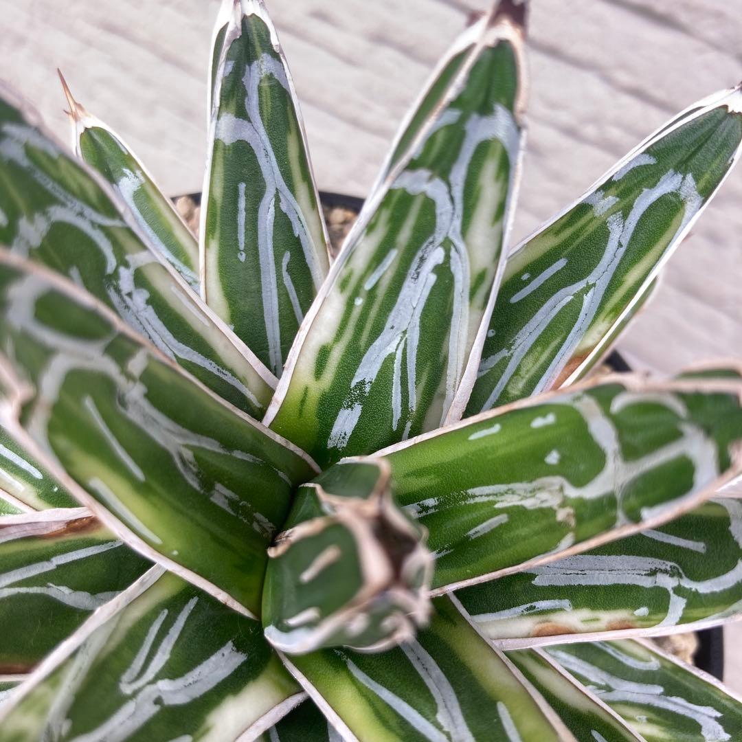 笹の雪　極氷山　アガベ　超美株