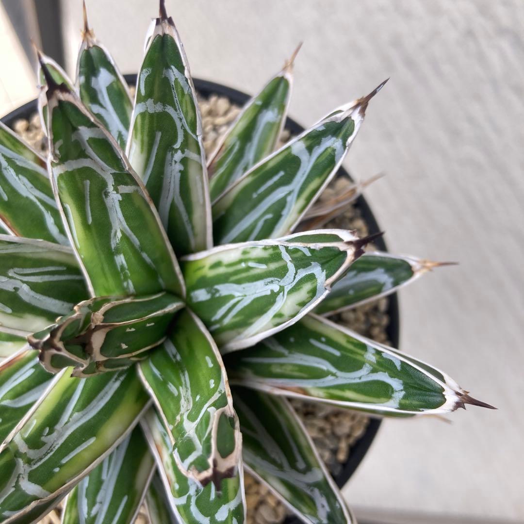 笹の雪　極氷山　アガベ　超美株