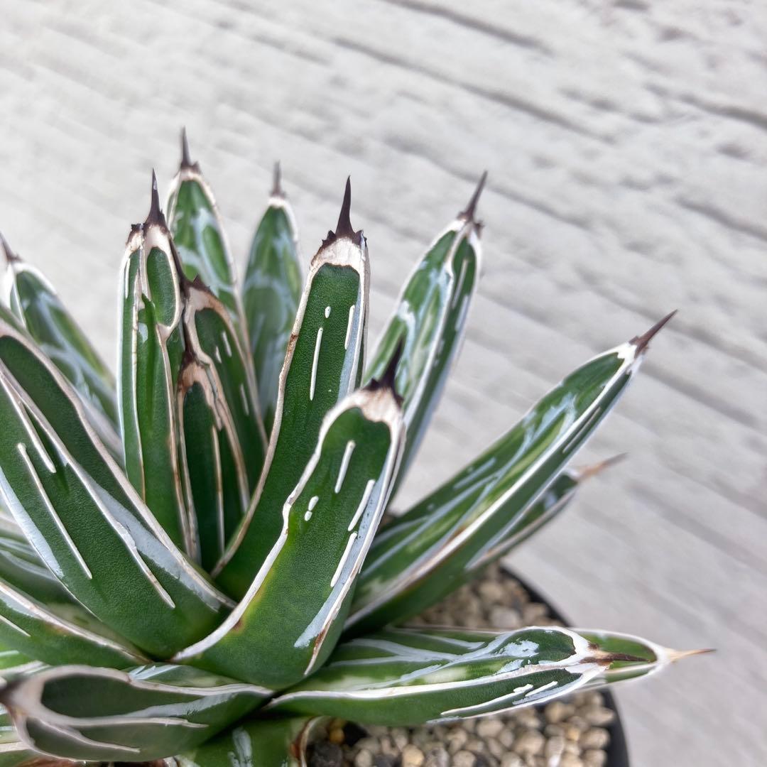 笹の雪　極氷山　アガベ　超美株