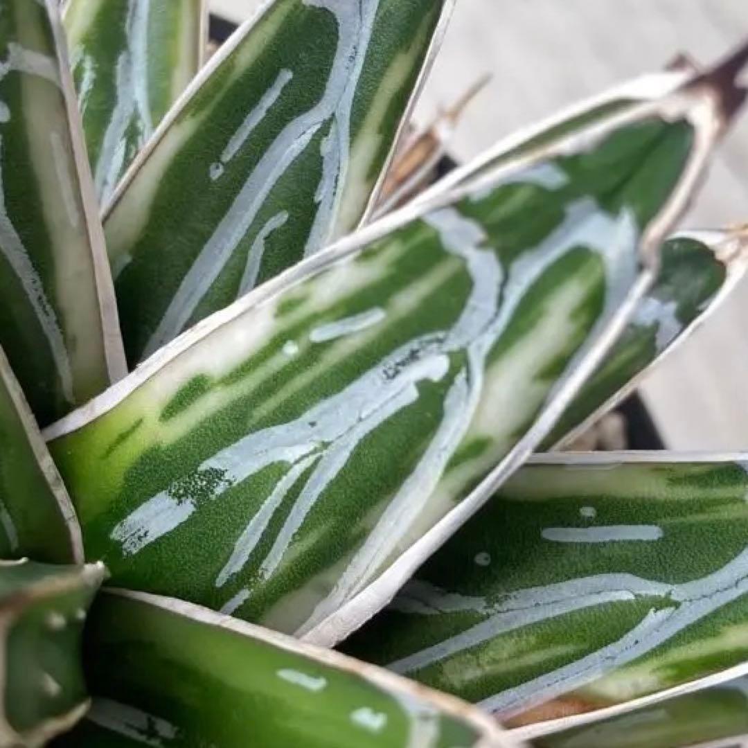 笹の雪　極氷山　アガベ　超美株