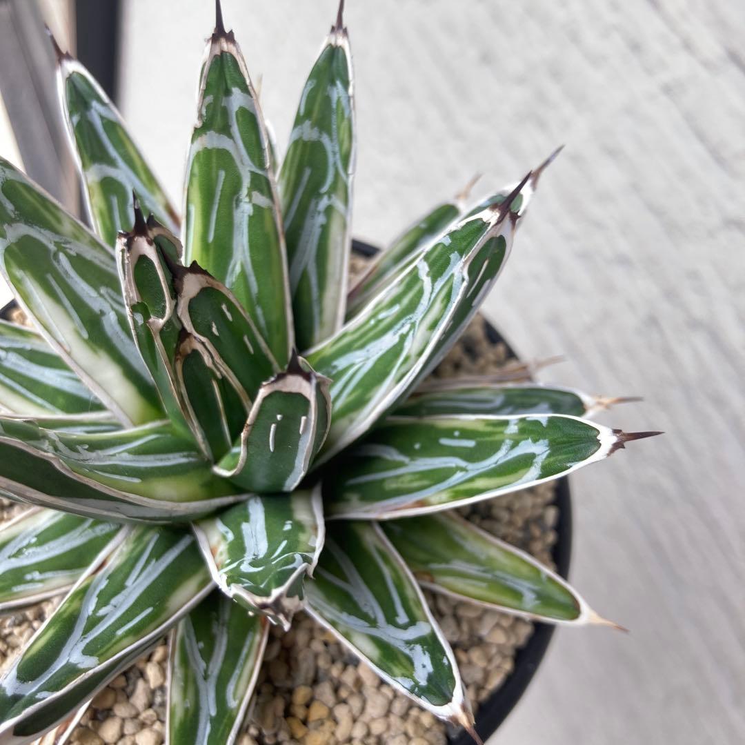 笹の雪　極氷山　アガベ　超美株