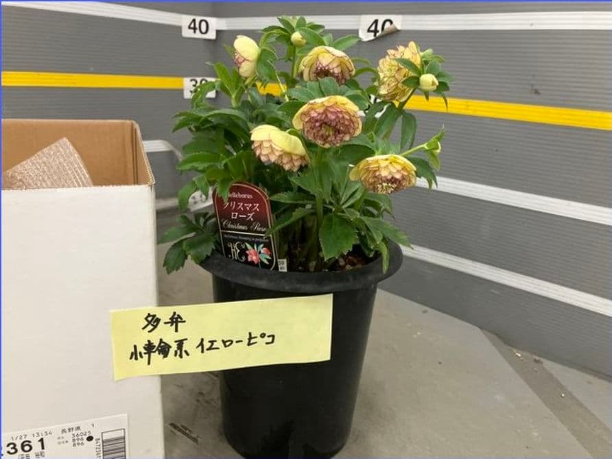 ☆クリスマスローズ☆多弁　小輪系イエローピコ☆6号鉢☆