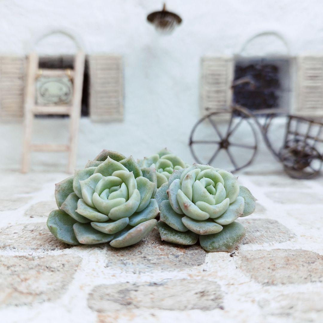 ミステリー◎多肉植物 カット苗 輸入苗 エケベリア等 - メルカリ