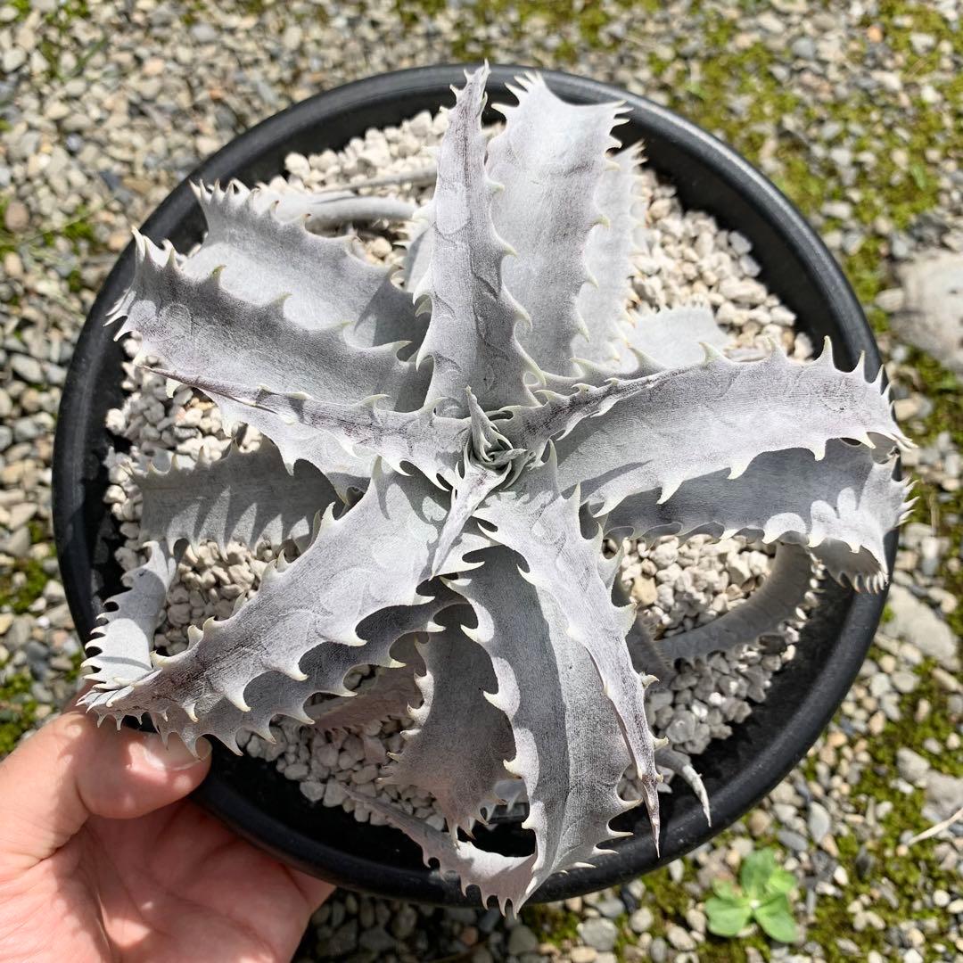 メルカリ便 Dyckia Big Dipper ディッキア - メルカリ