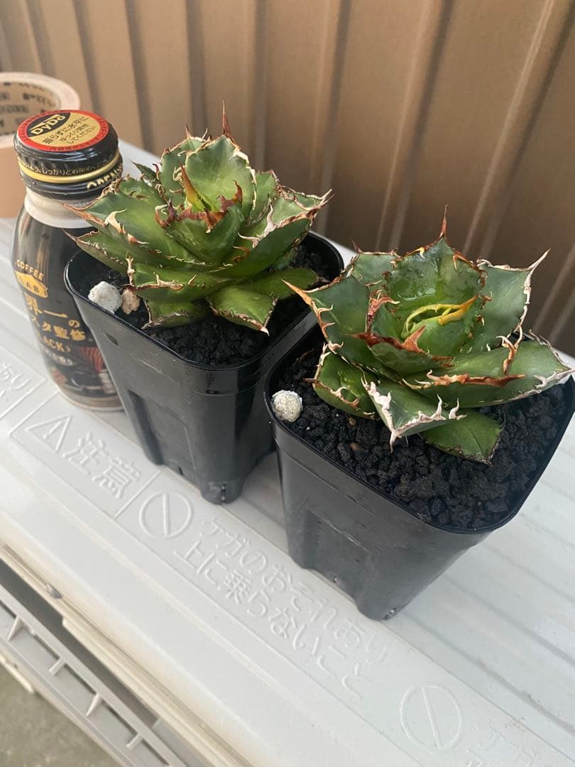 アガベ チタノタ ノーネーム 2株 （検索）fo-076 白鯨 オテロイ