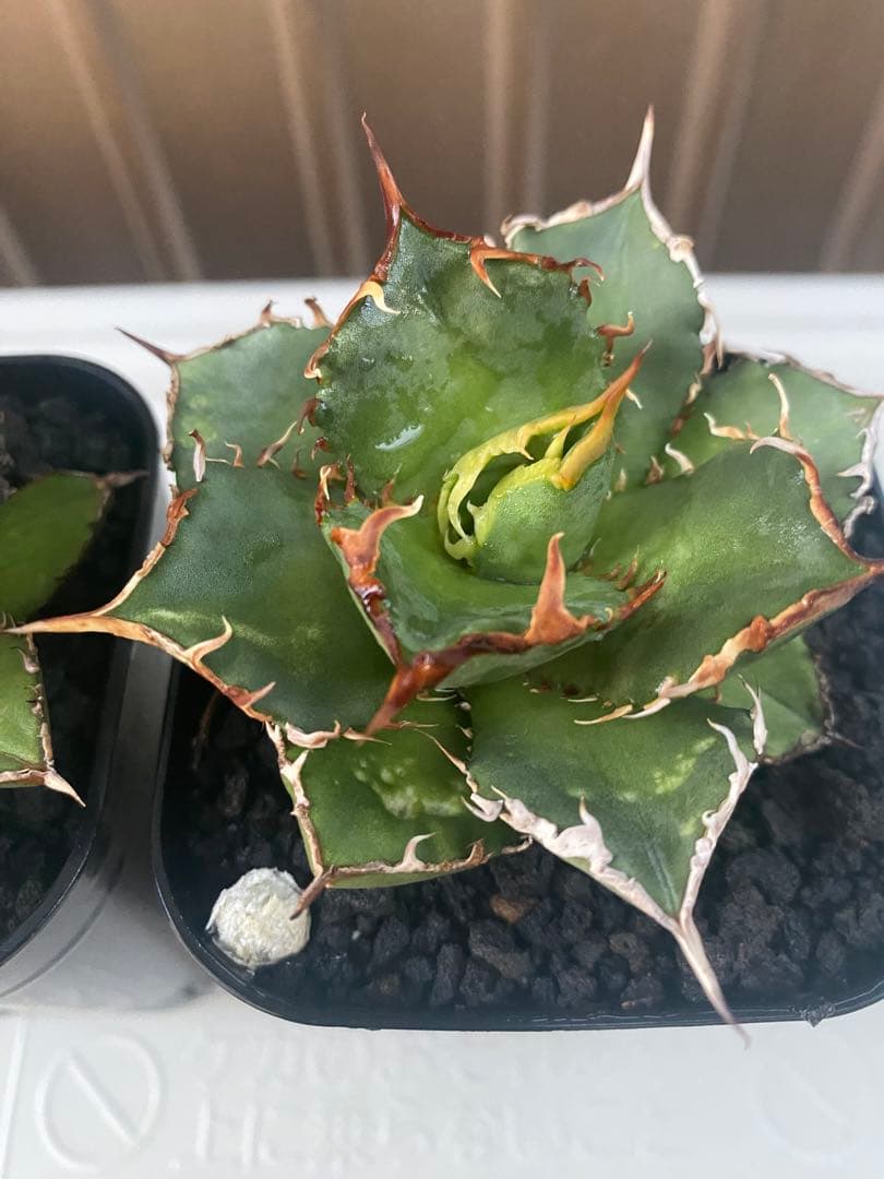 アガベ チタノタ ノーネーム 2株 （検索）fo-076 白鯨 オテロイ