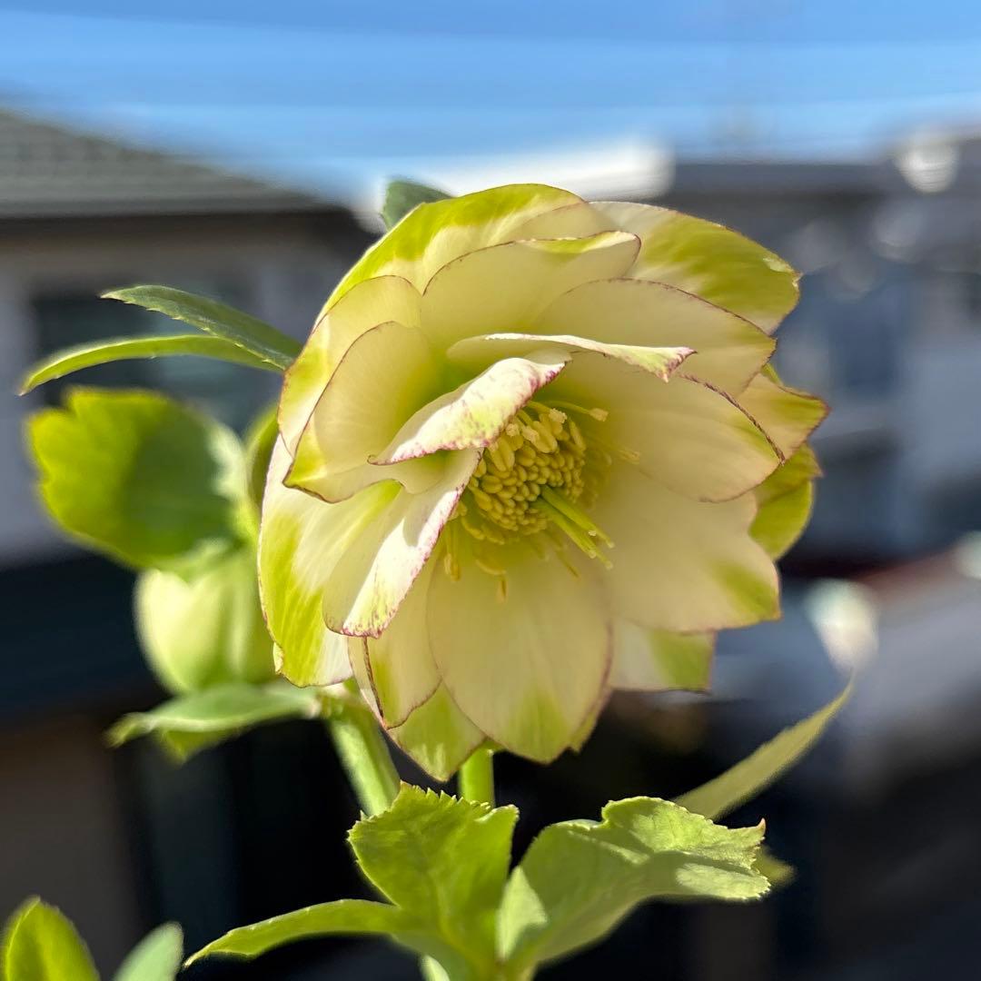 MIYABI　フレグランスグリーン　グリーンリップ　加藤農園　計2苗