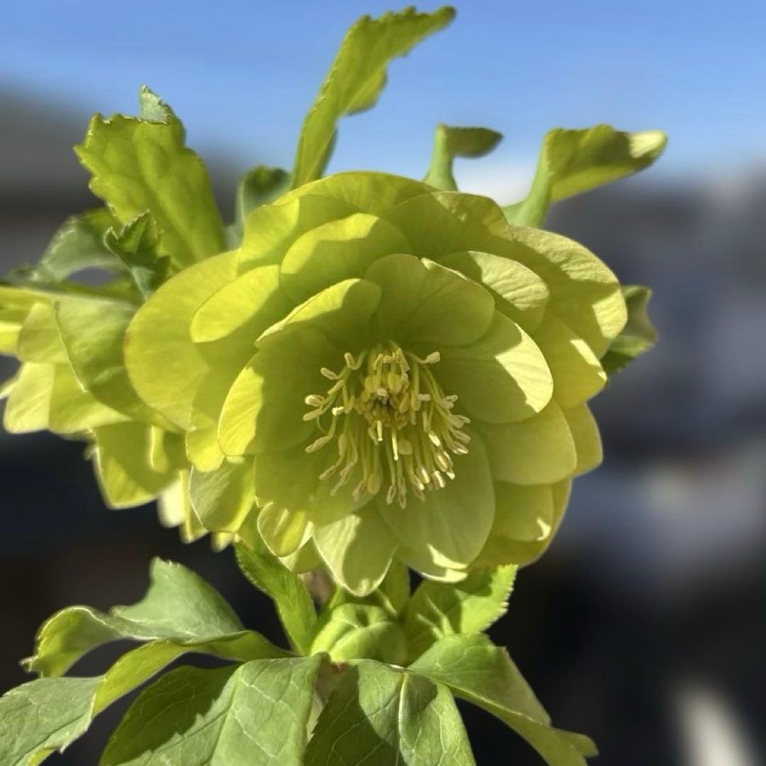 MIYABI　フレグランスグリーン　グリーンリップ　加藤農園　計2苗