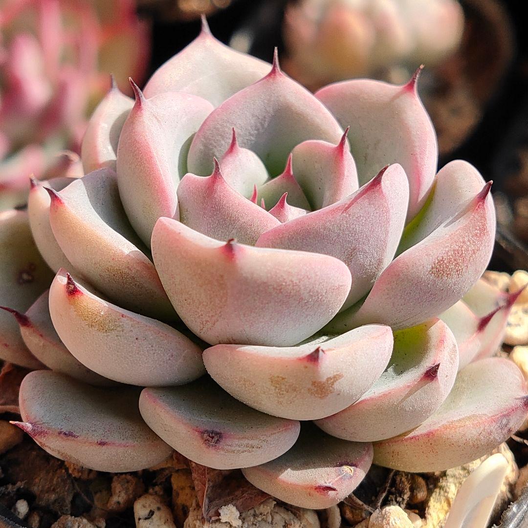 多肉植物 ブルーベリームーン 抜き苗 - メルカリ