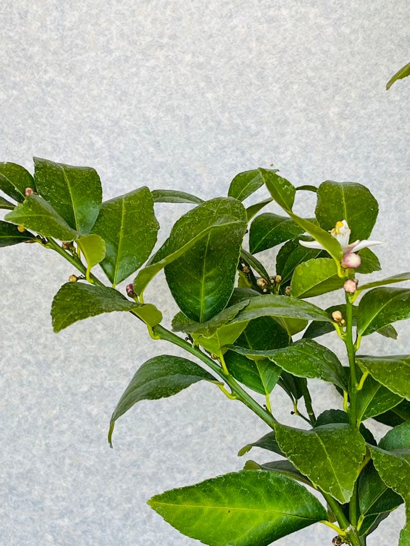 4年生　マイヤーレモン接木苗　樹高120センチ 6.5号ポット　撮影品お届け