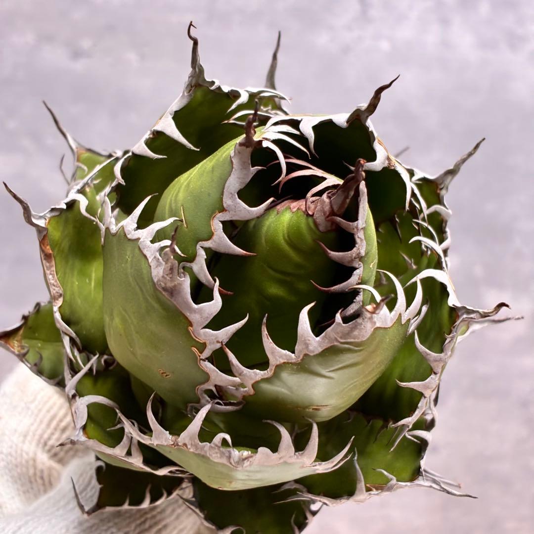 み*お様 アガベホリダ極上株 極上強刺球状株 Agave horrida - メルカリ