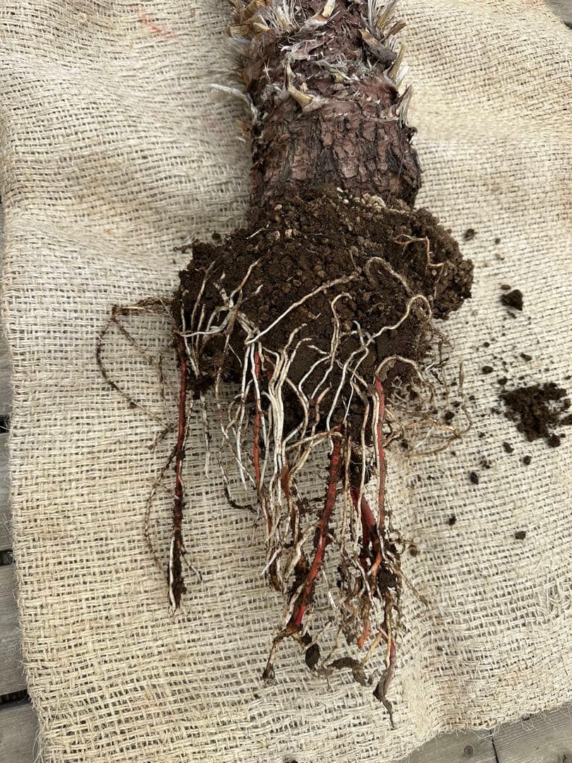 ユッカ　フィリフェラ　発根済　130cm