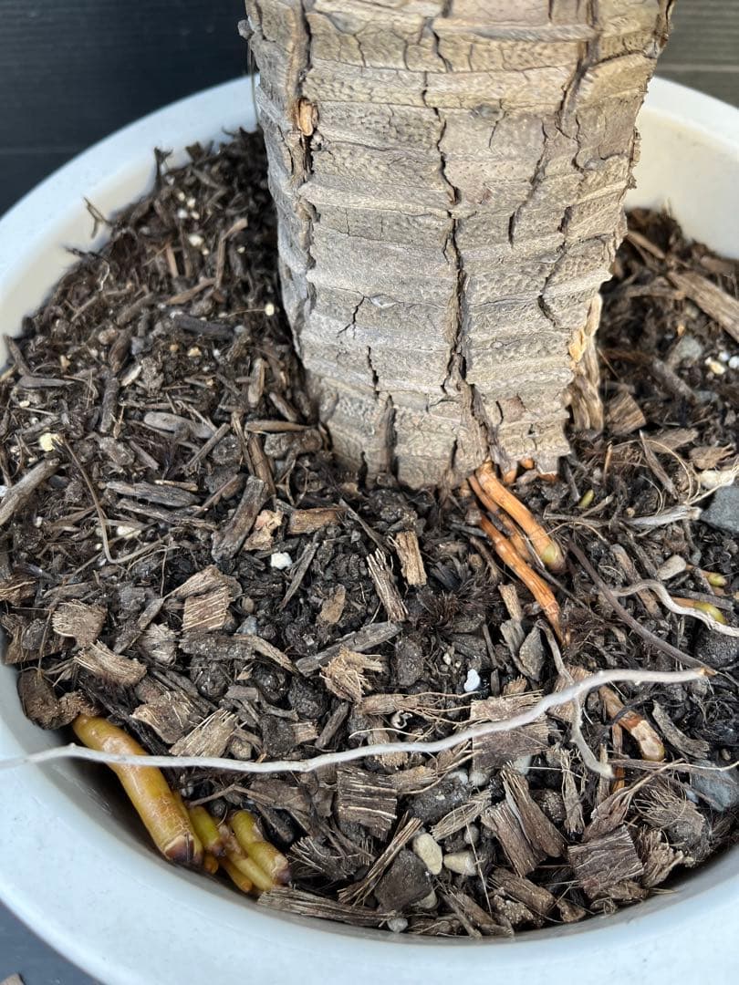 激レア　幹上がり　アガベ　チタノタ　健康なアガベ 約60cm 鋸歯状の葉