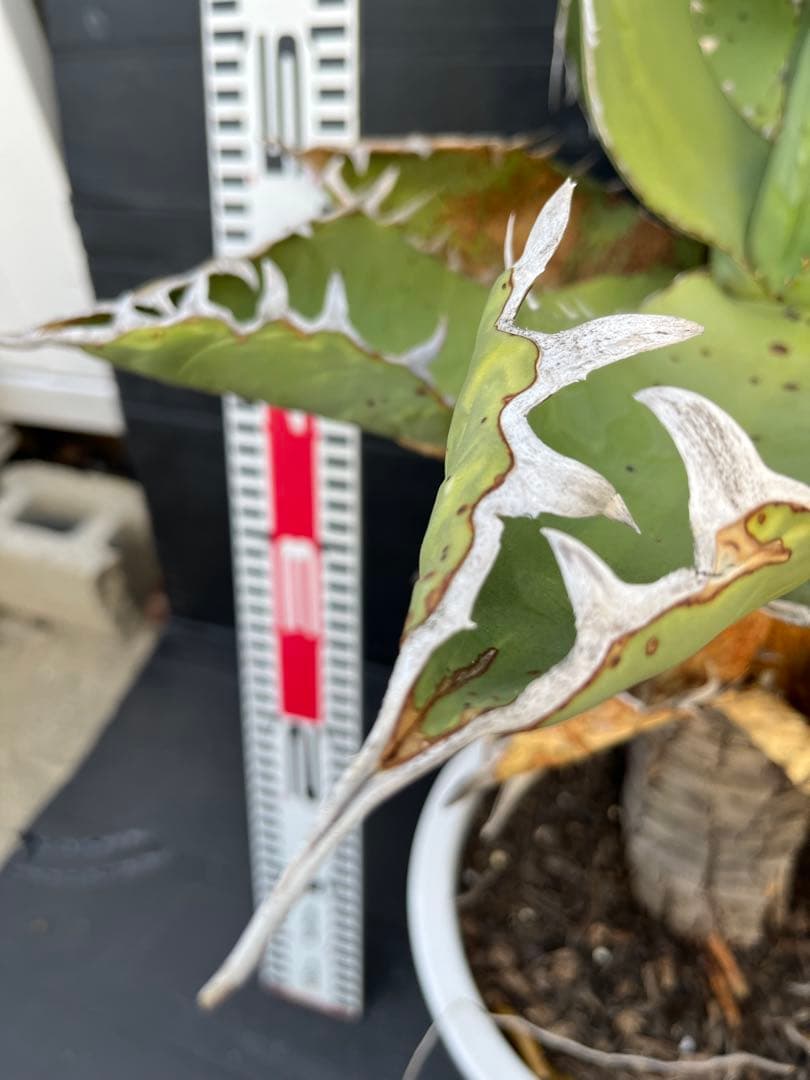 激レア　幹上がり　アガベ　チタノタ　健康なアガベ 約60cm 鋸歯状の葉