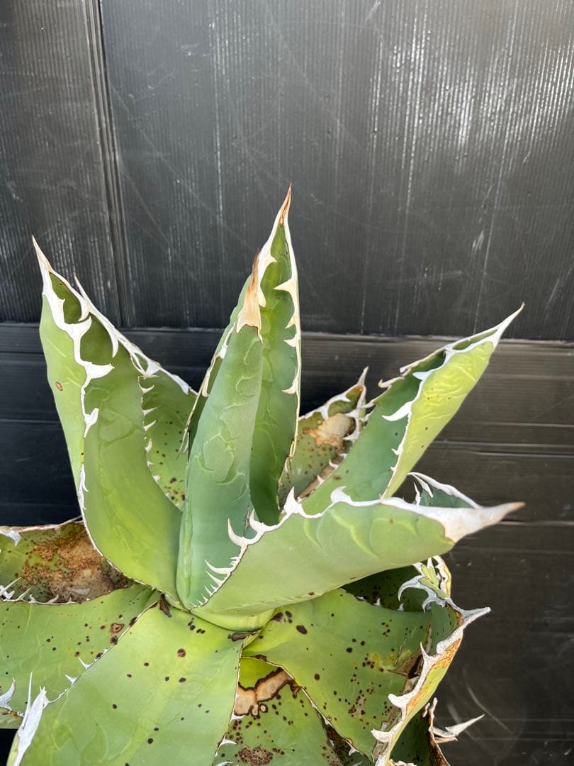 激レア　幹上がり　アガベ　チタノタ　健康なアガベ 約60cm 鋸歯状の葉