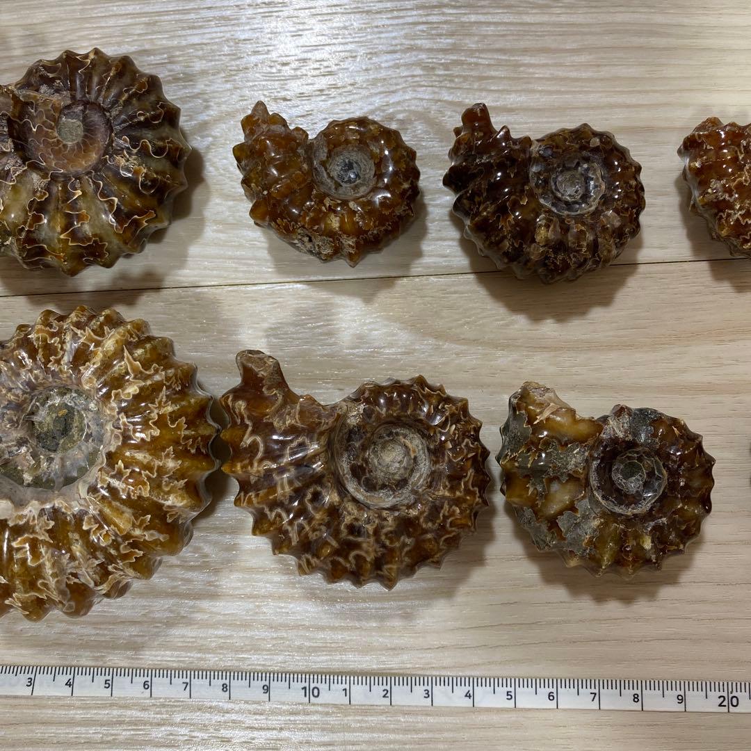 ア*パ様 アンモナイト　化石　まとめ売り　大量