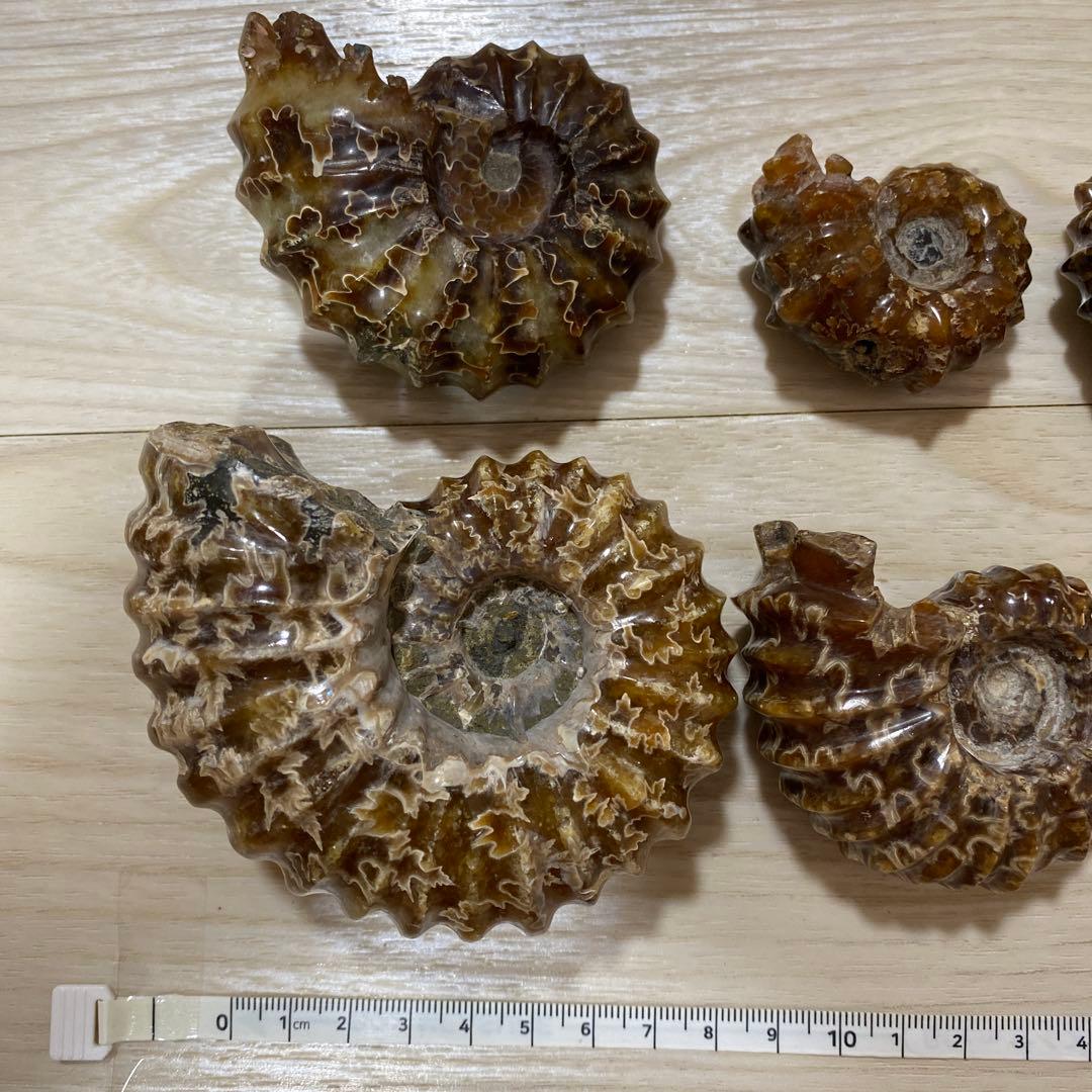 ア*パ様 アンモナイト　化石　まとめ売り　大量