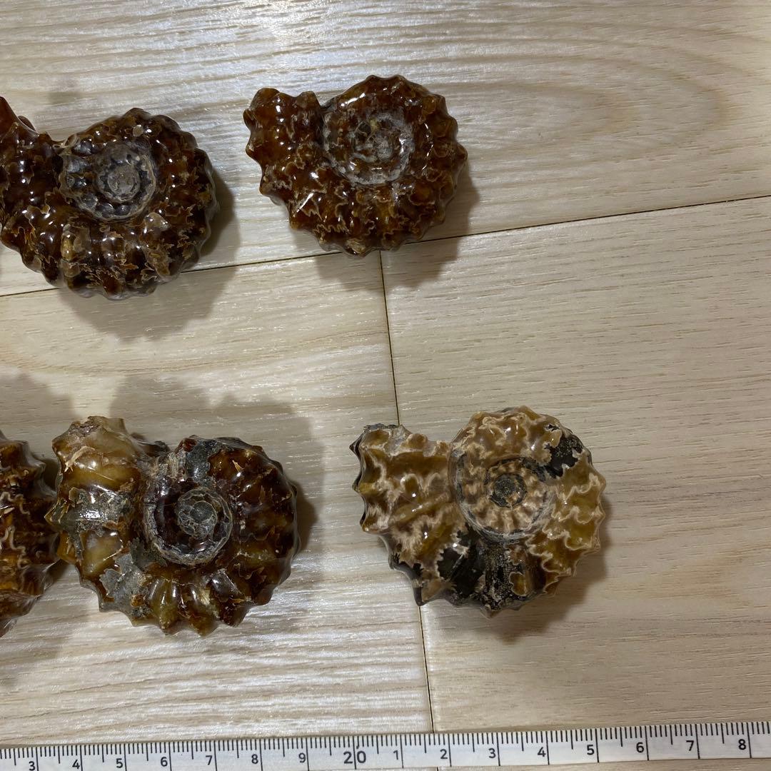 ア*パ様 アンモナイト　化石　まとめ売り　大量