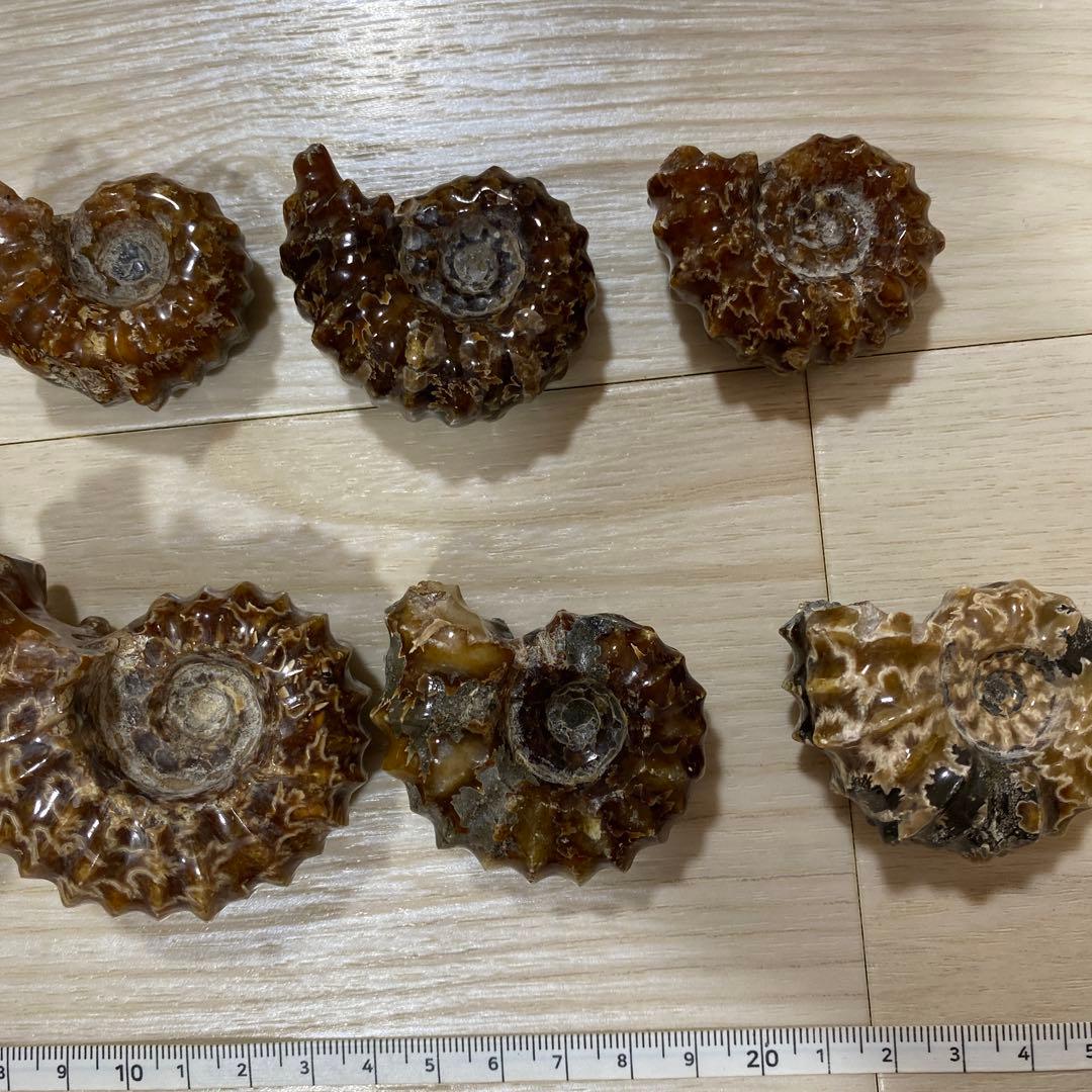 ア*パ様 アンモナイト　化石　まとめ売り　大量