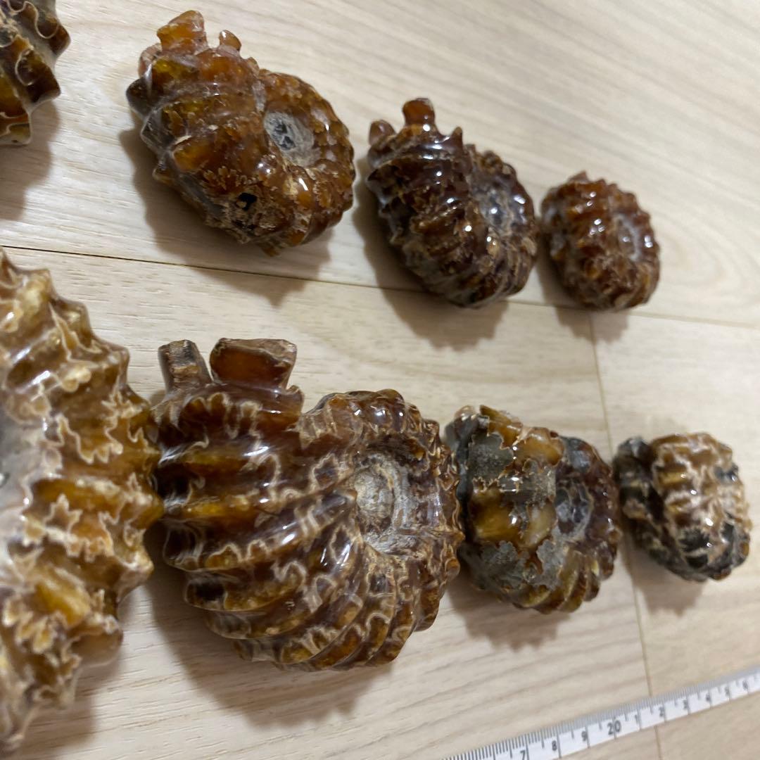 ア*パ様 アンモナイト　化石　まとめ売り　大量