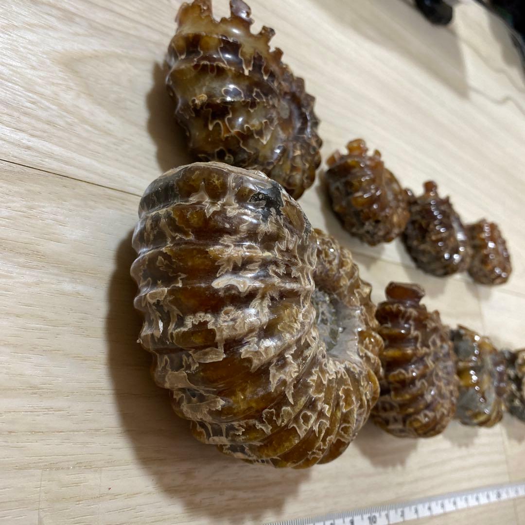 ア*パ様 アンモナイト　化石　まとめ売り　大量