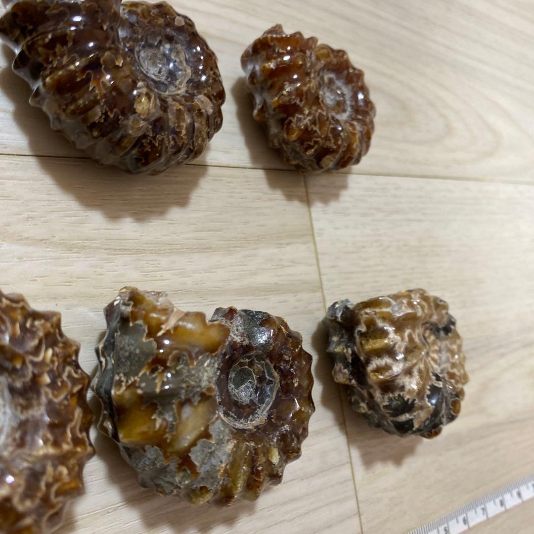 ア*パ様 アンモナイト　化石　まとめ売り　大量