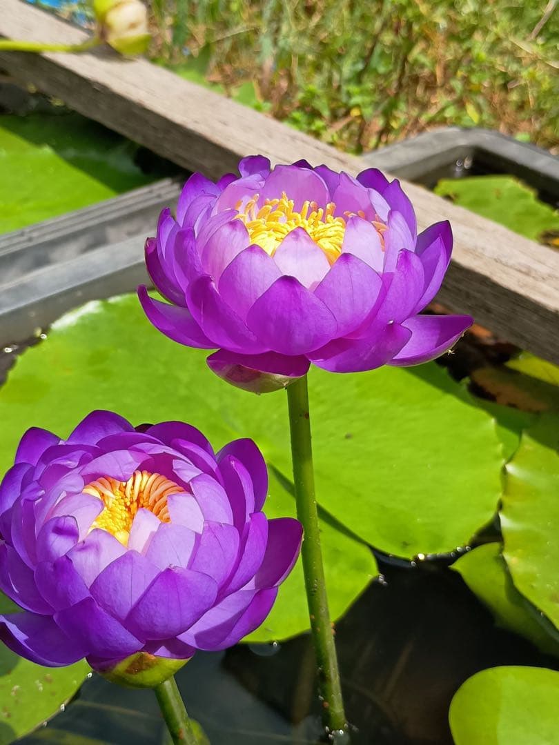 熱帯睡蓮　Dragon Ball アネクフィア亜属