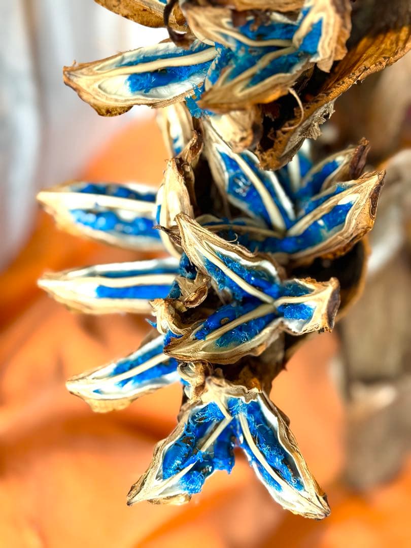 118 旅人の木 11房 逸品 今季宮古島産