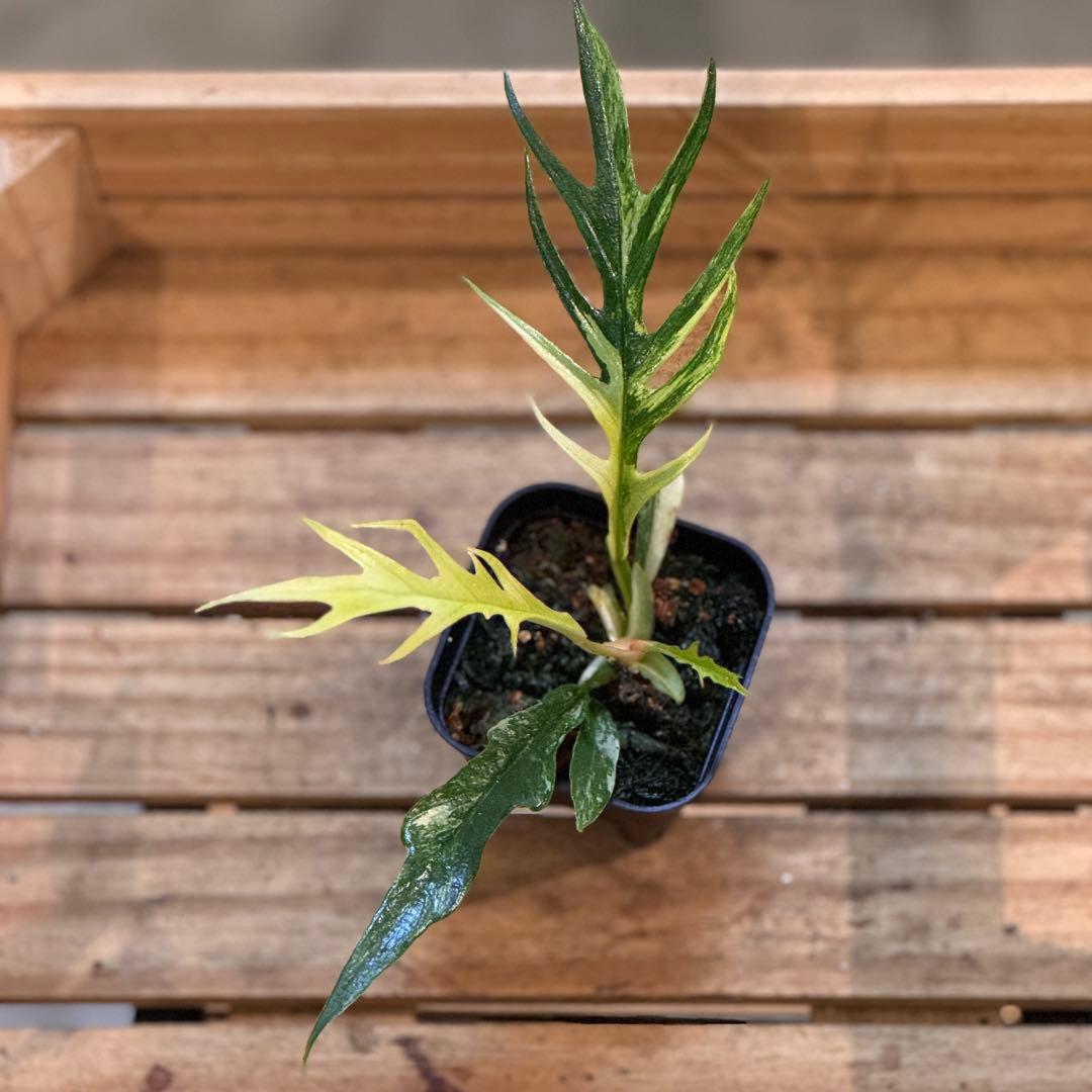 34 フィロデンドロン トータム 斑入り トゲトゲ 細葉 ナロー - メルカリ