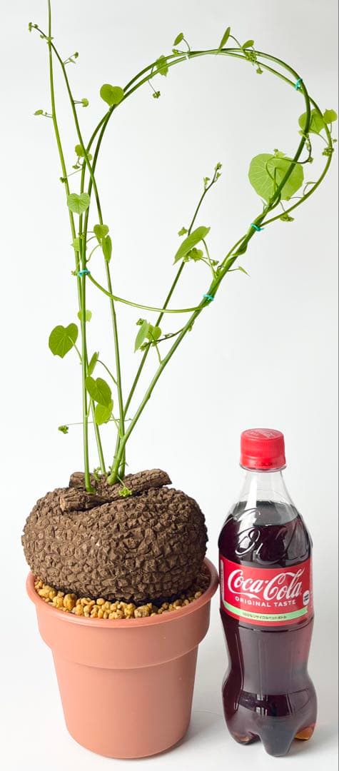 超大株/塊根植物】ステファニア スベローサ 鉢植え ①