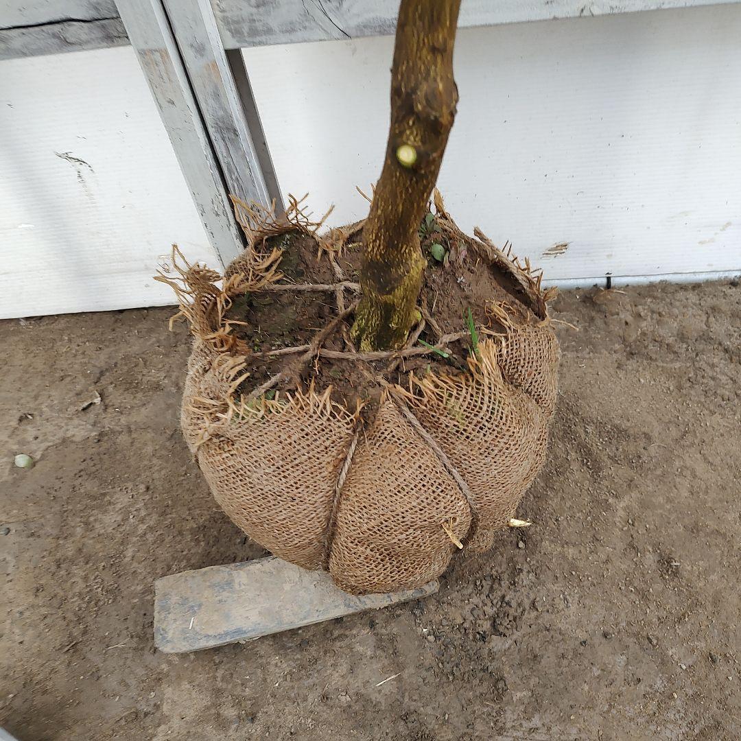 ドットさま専用 他の方は買えません