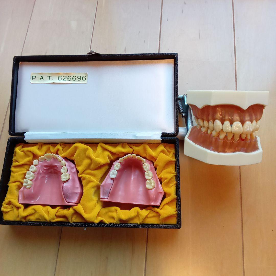 乳歯永久歯交換期模型、永久歯歯列模型