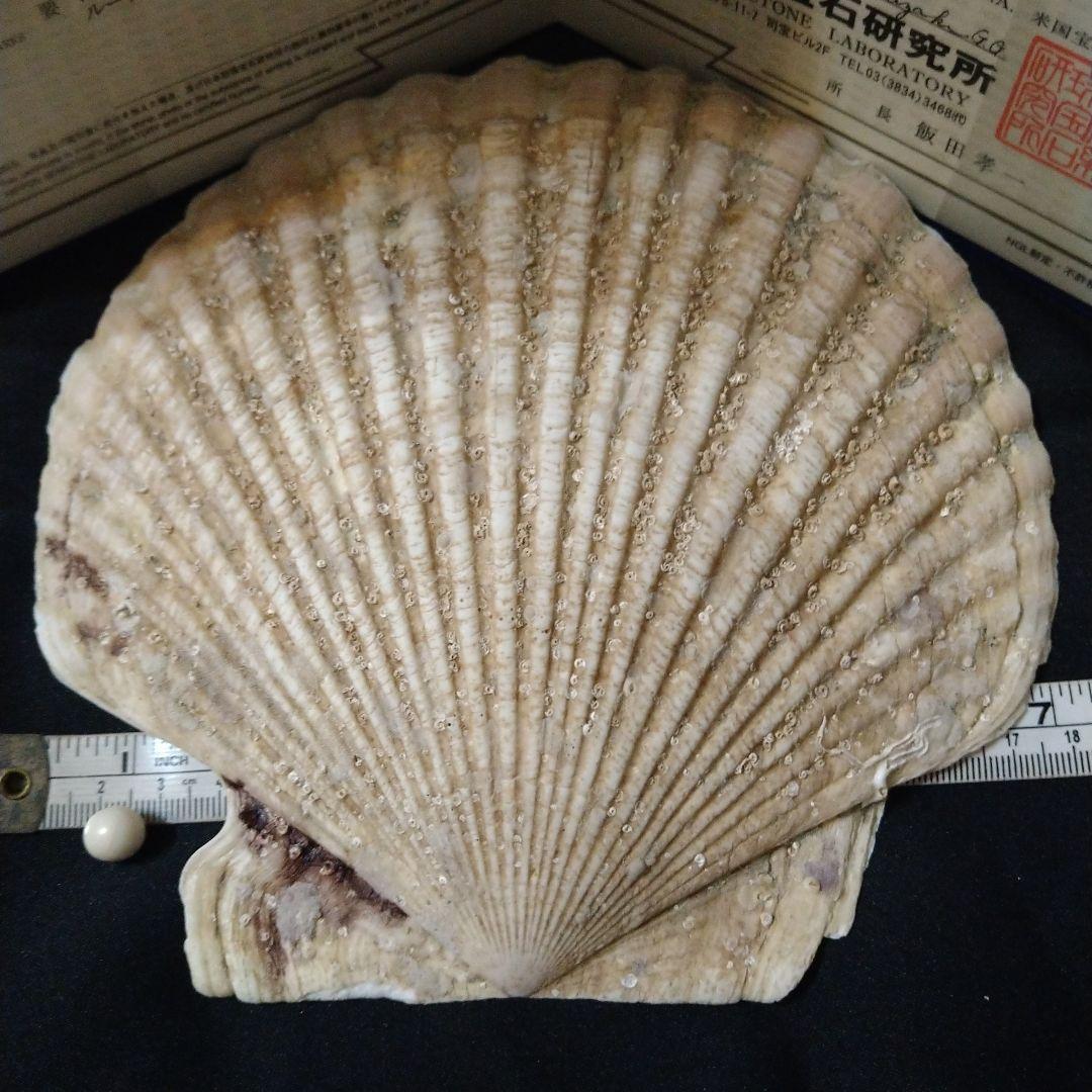 スキャロップパール (天然帆立貝から希少な大きなパール)、鑑定書付き