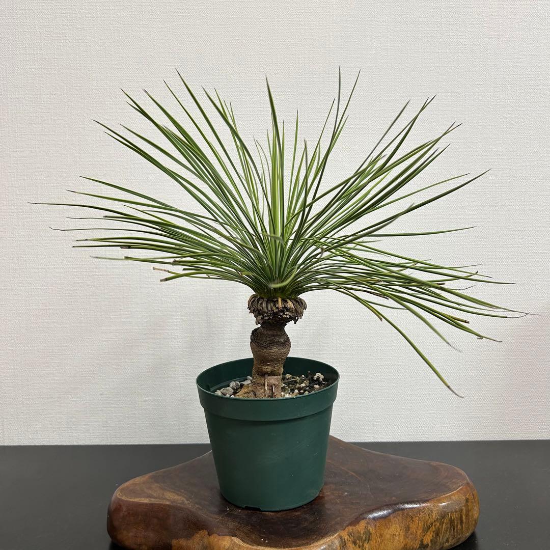 ユッカ リネアリフォリア 子株2付き (あ)