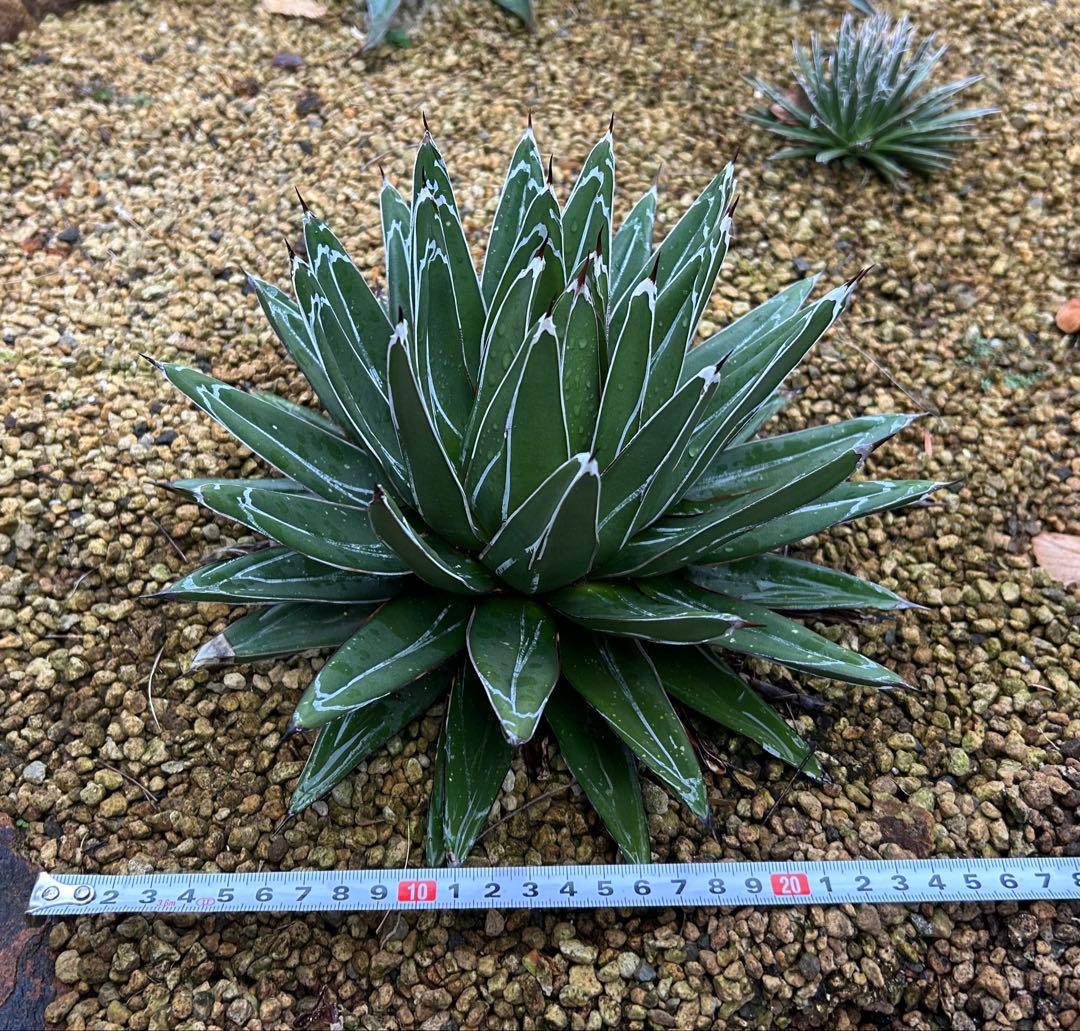 大株　アガベ　笹の雪　27cm