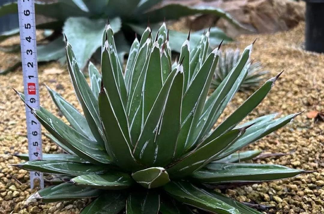 大株　アガベ　笹の雪　27cm