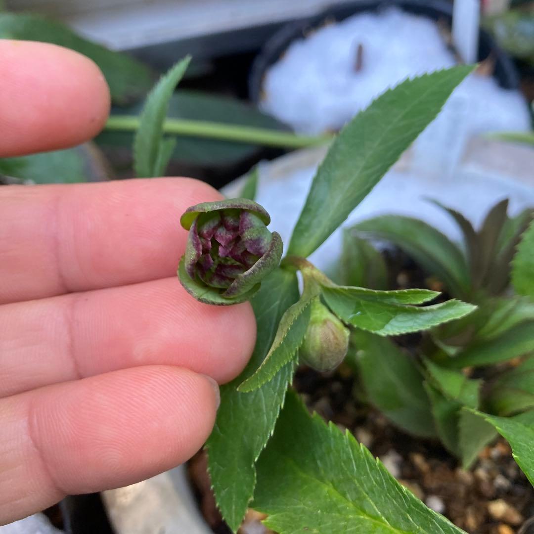 クリスマスローズ　極小輪　緑Wピコティ　株分け前提